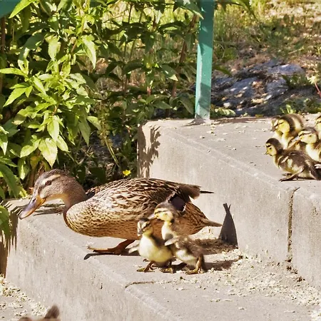 Hotel Romantischer Seegasthof & Altes Zollhaus Feldberger Seenlandschaft