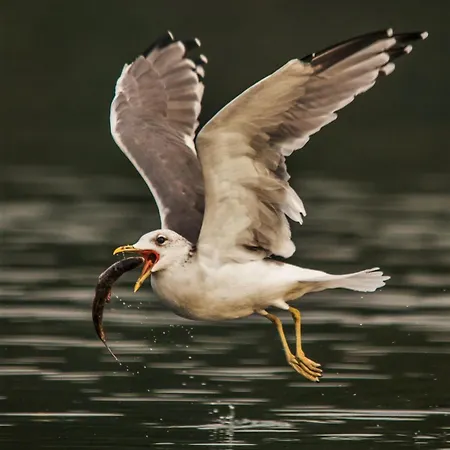 Romantischer Seegasthof & Altes Zollhaus Hotel 3*