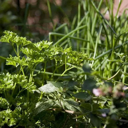 Hotel Romantischer Seegasthof & Altes Zollhaus 3*